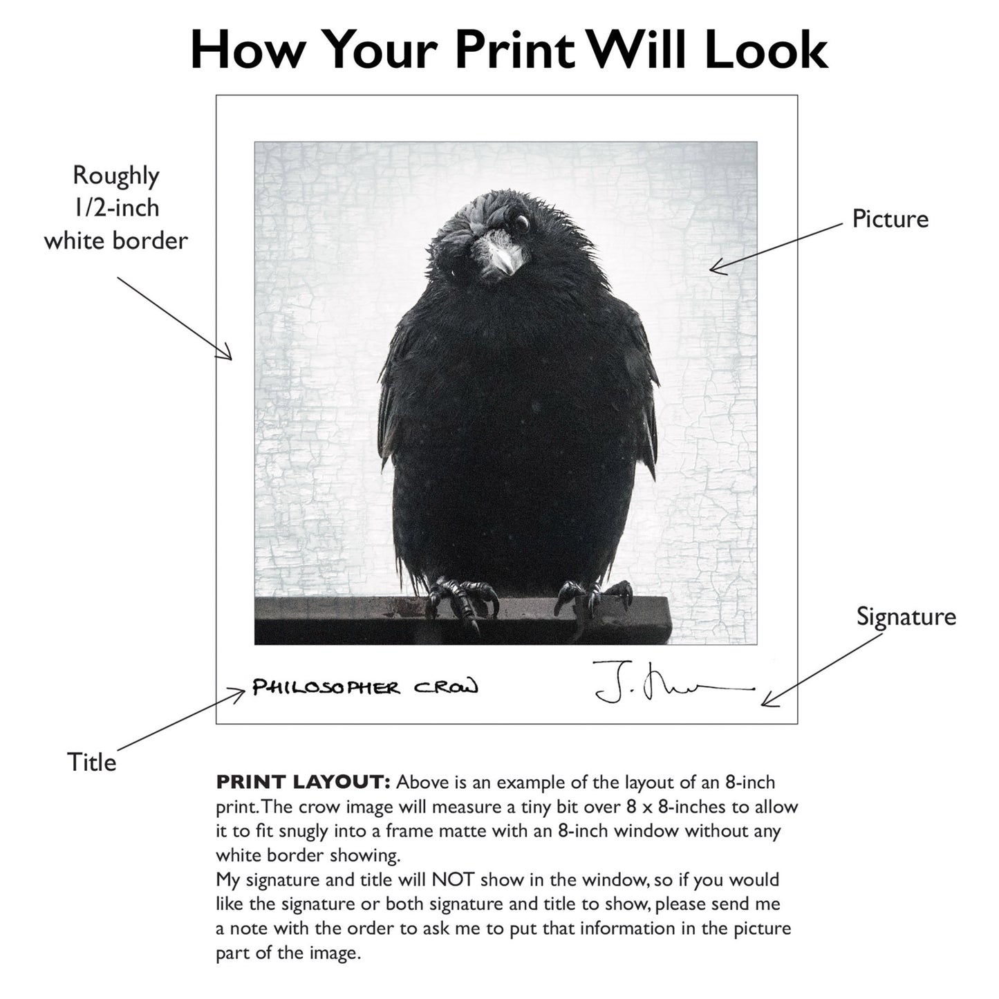 RAVEN SKEPTIC - Fine Art Print, Raven Portrait Series