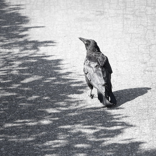 ON THE BORDERLINE - Fine Art Print, Crow Portrait Series