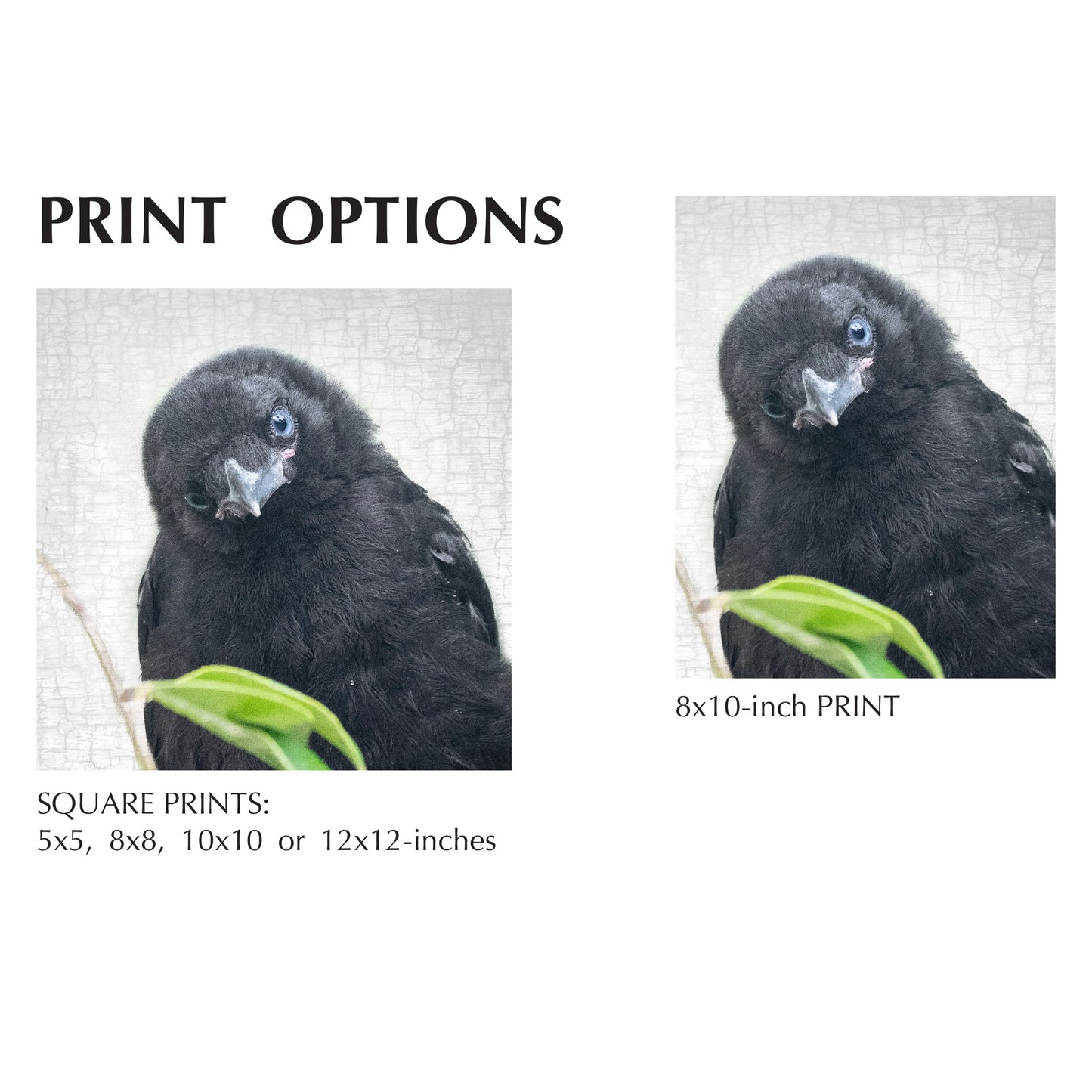 FIRST LOOK - Fine Art Print, Crow Portrait Series