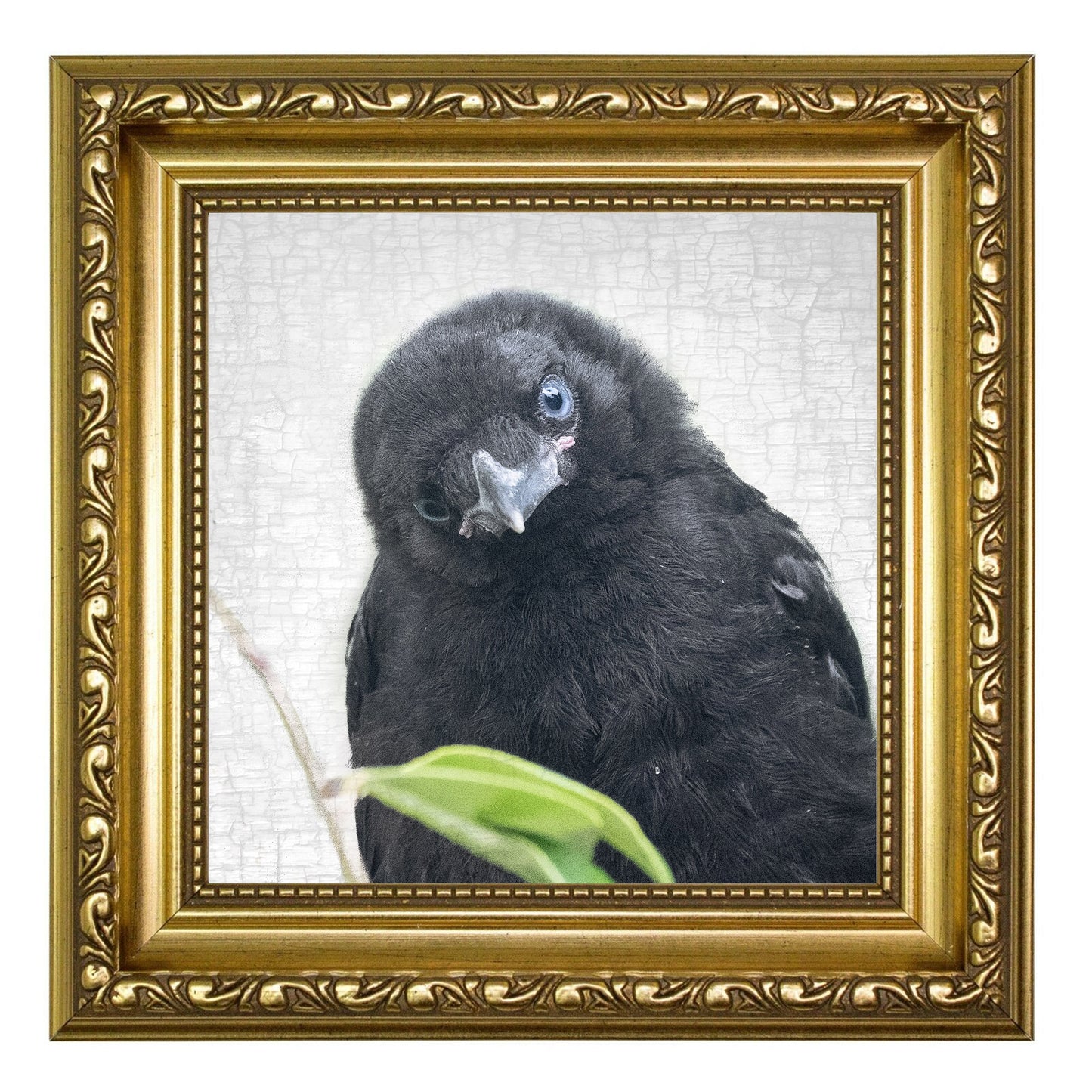 FIRST LOOK - Fine Art Print, Crow Portrait Series