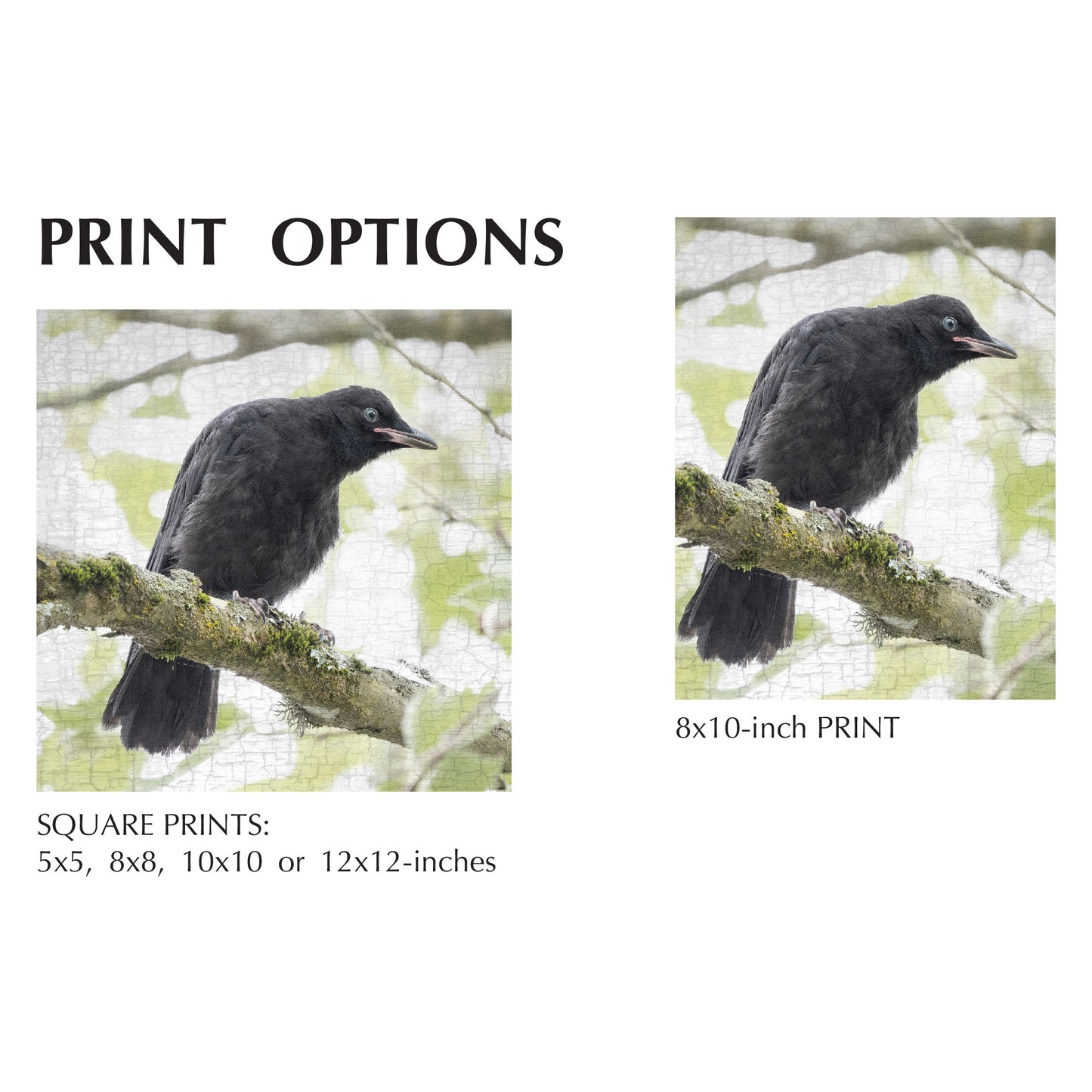 CURIOSITY - Fine Art Print, Crow Portrait Series