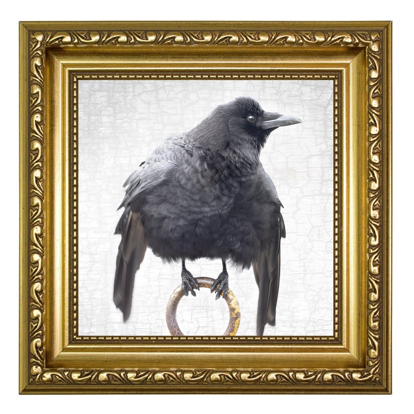 CEREMONIAL CROW - Fine Art Print, Crow Portrait Series