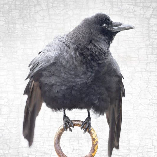 CEREMONIAL CROW - Fine Art Print, Crow Portrait Series