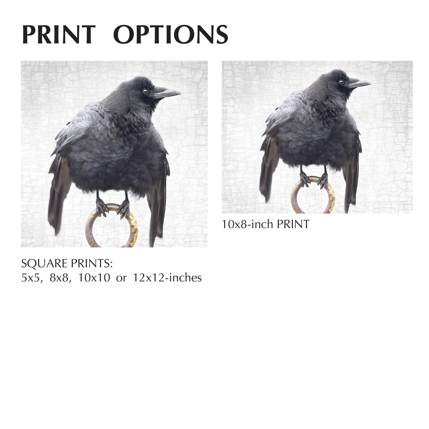 CEREMONIAL CROW - Fine Art Print, Crow Portrait Series