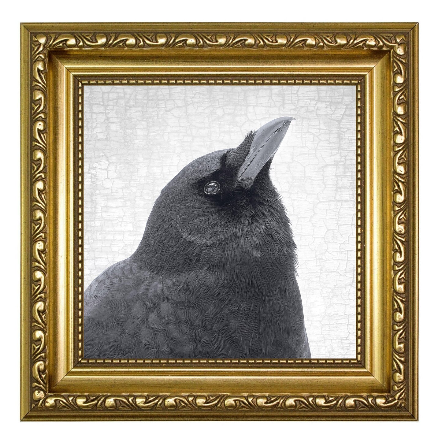 BE ALERT - Fine Art Print, Crow Portrait Series
