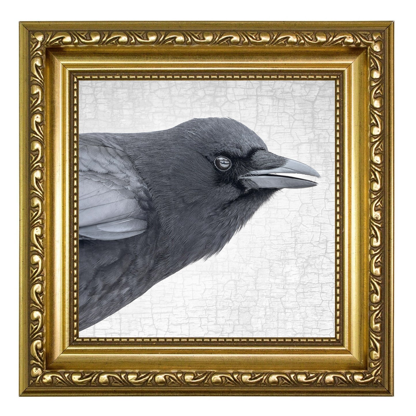 CROW COMMENTARY - Fine Art Print, Crow Portrait Series