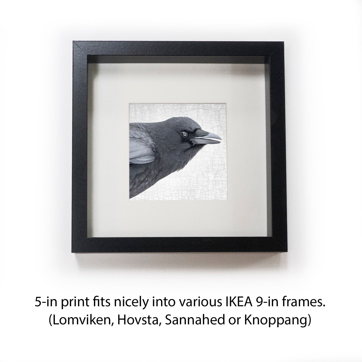 CROW COMMENTARY - Fine Art Print, Crow Portrait Series