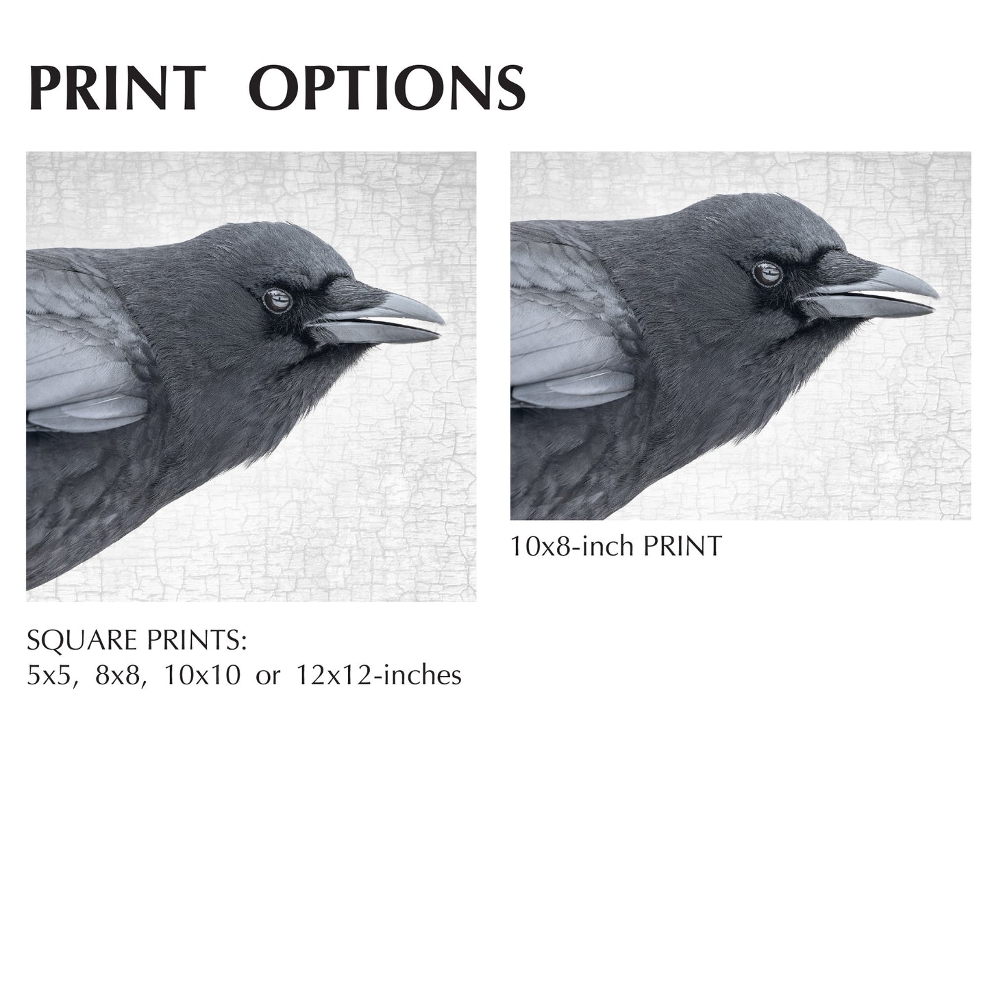 CROW COMMENTARY - Fine Art Print, Crow Portrait Series