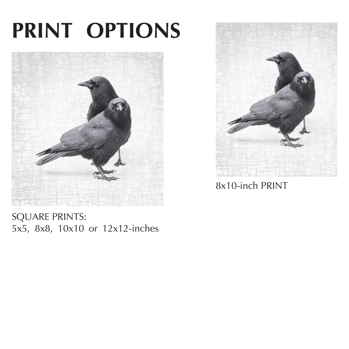 CROW LOVE - Fine Art Print, Crow Portrait Series