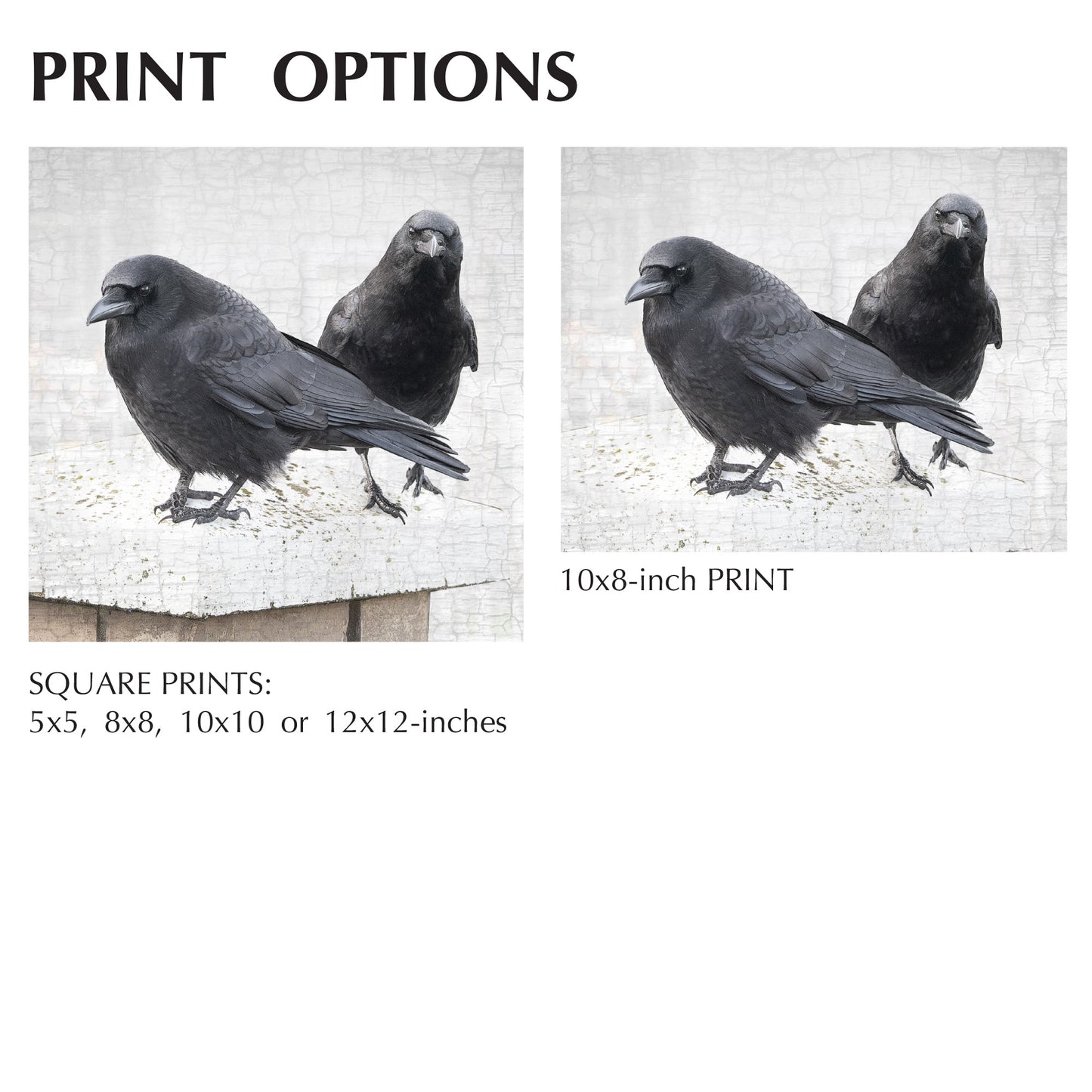 STRONGER TOGETHER - Fine Art Print, Crow Portrait Series