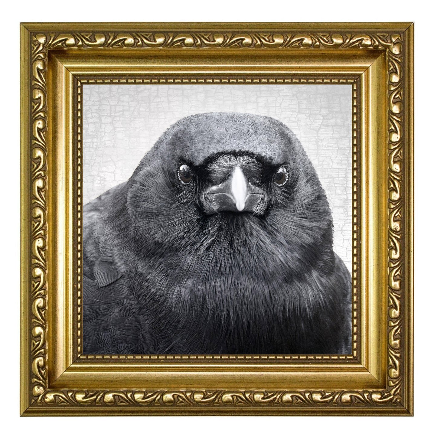 TENACIOUS- Fine Art Print, Crow Portrait Series