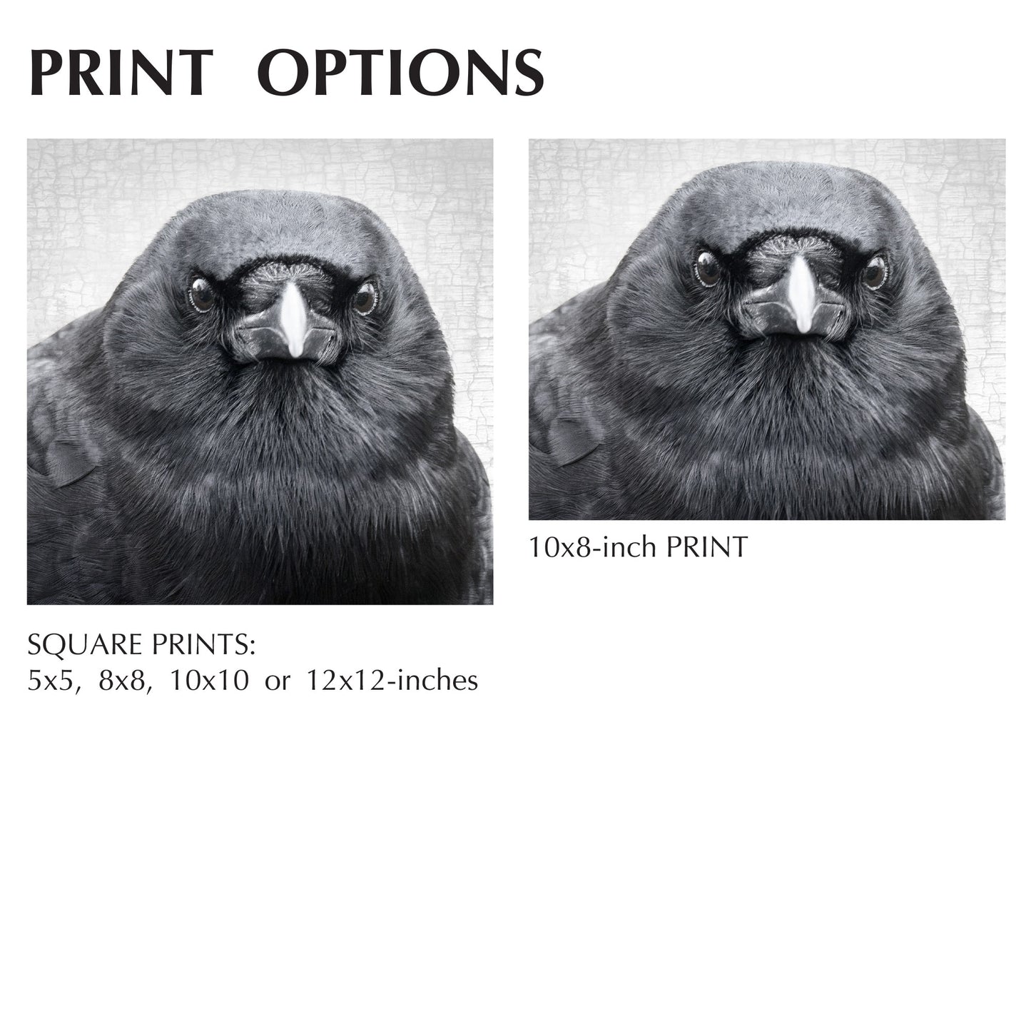 TENACIOUS- Fine Art Print, Crow Portrait Series