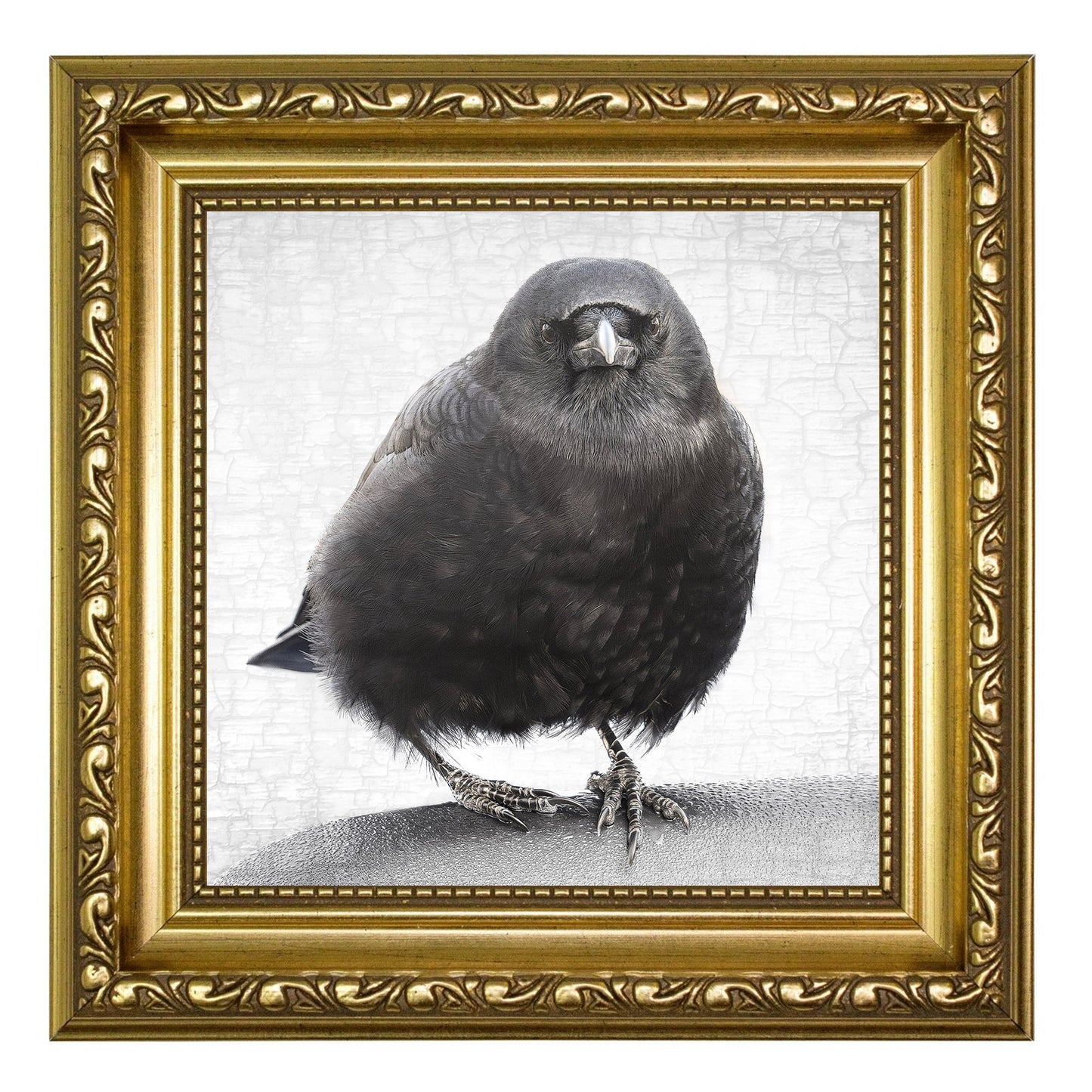 STALWART- Fine Art Print, Crow Portrait Series