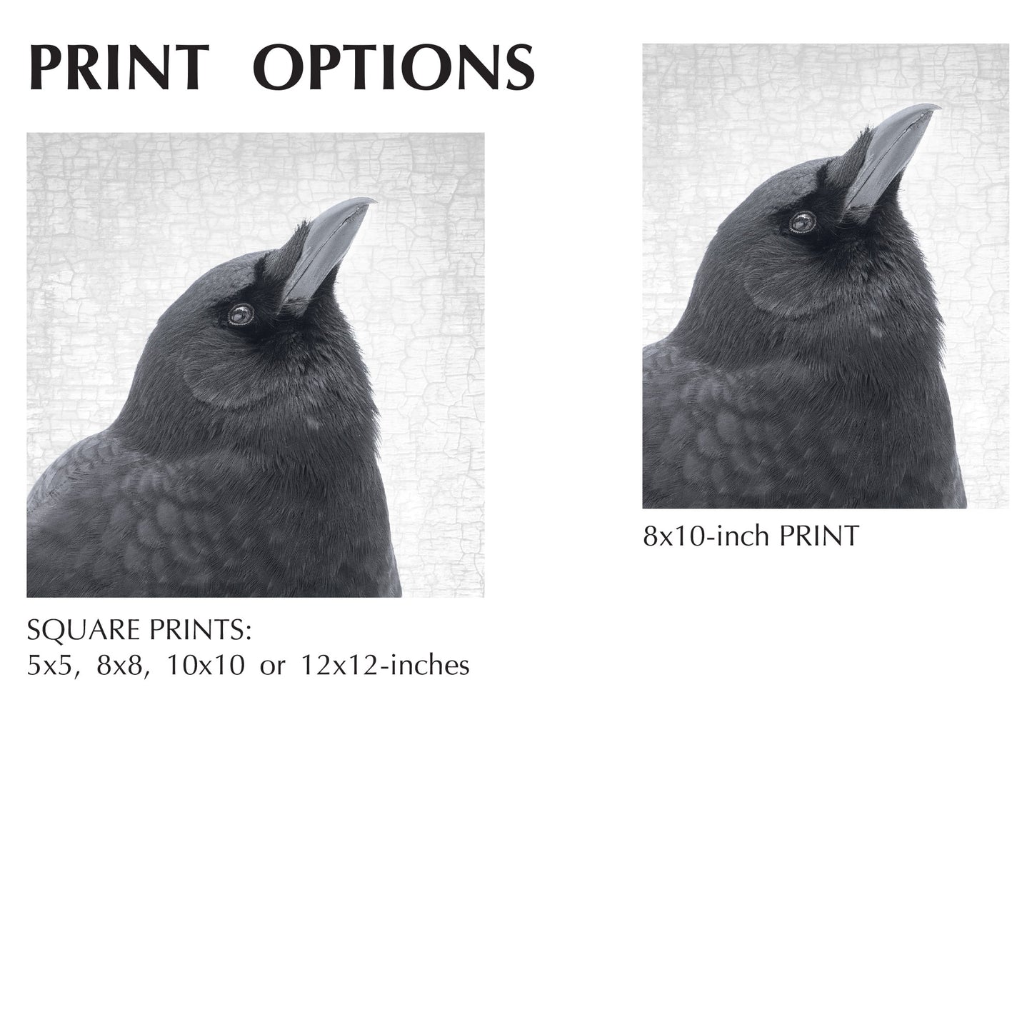 BE ALERT - Fine Art Print, Crow Portrait Series