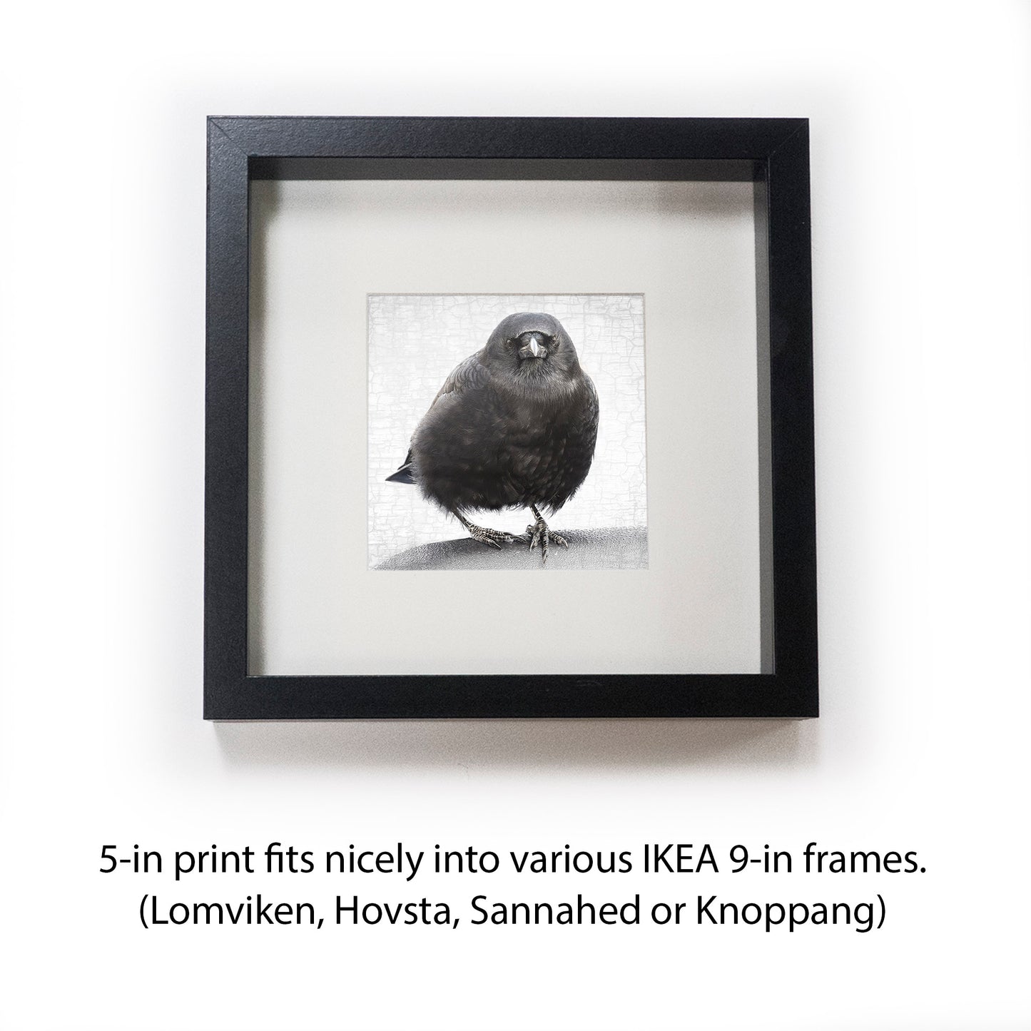STALWART- Fine Art Print, Crow Portrait Series