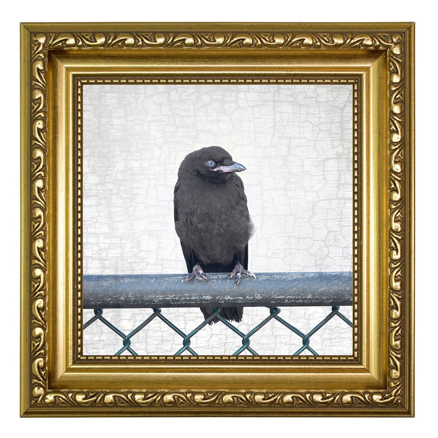 SITTING ON THE FENCE - Fine Art Print, Crow Portrait Series