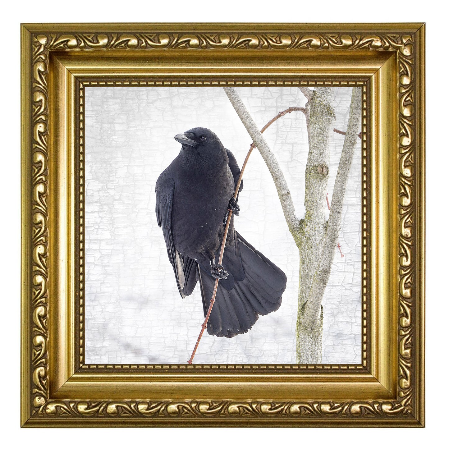 HANG IN THERE - Fine Art Print, Crow Portrait Series