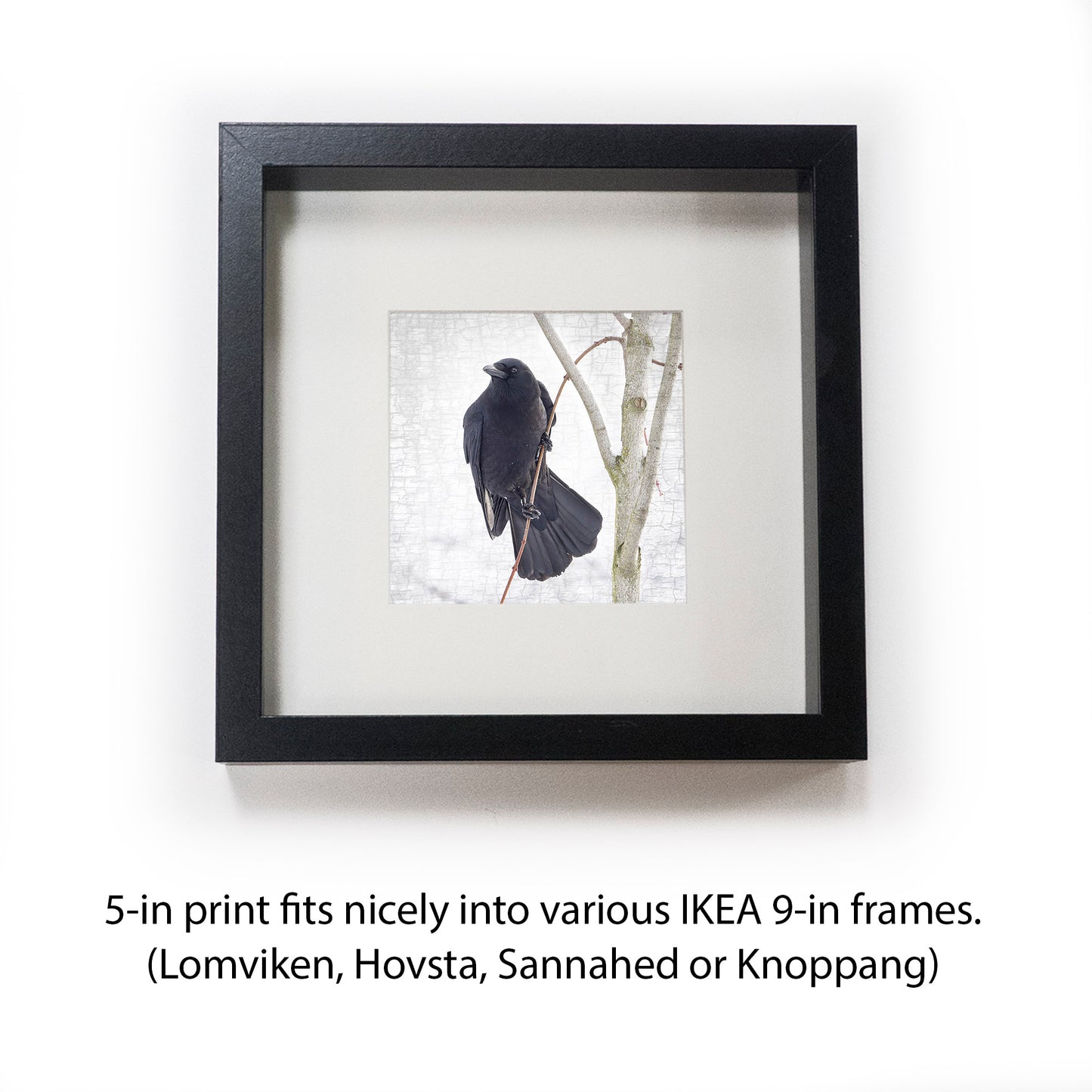 HANG IN THERE - Fine Art Print, Crow Portrait Series