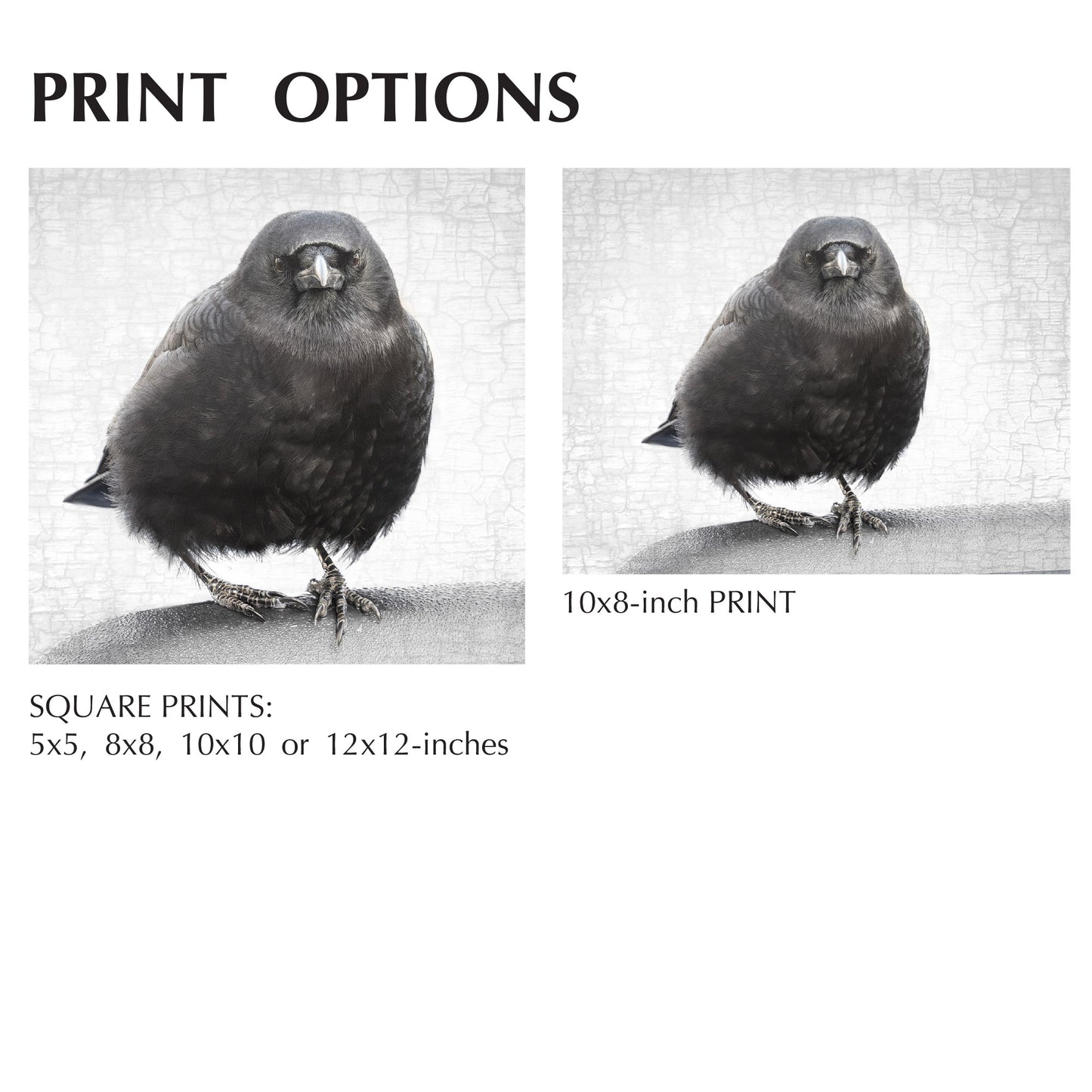 STALWART- Fine Art Print, Crow Portrait Series