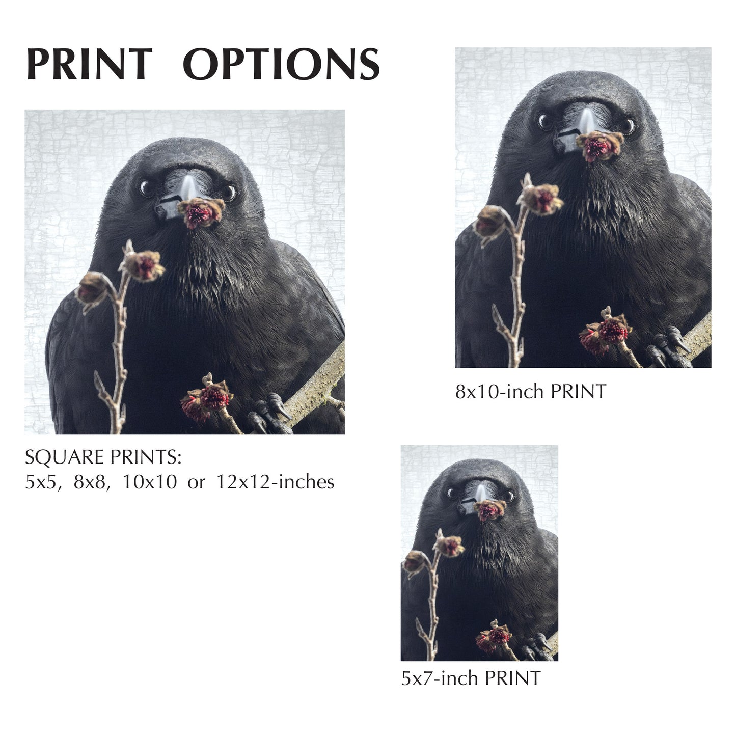 I GOT YOU FLOWERS ... - Fine Art Print, Crow Portrait Series