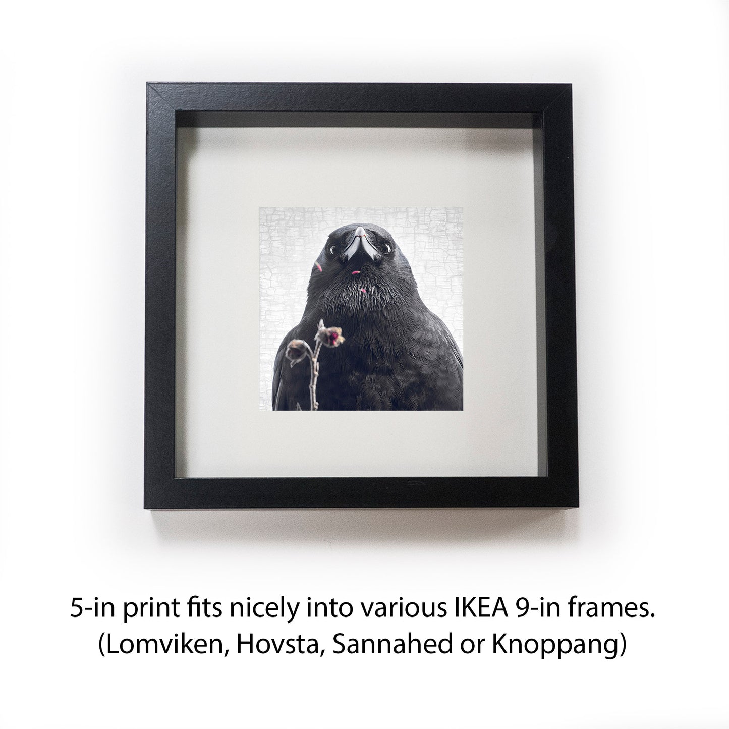 ... BUT I ATE THEM - Fine Art Print, Crow Portrait Series
