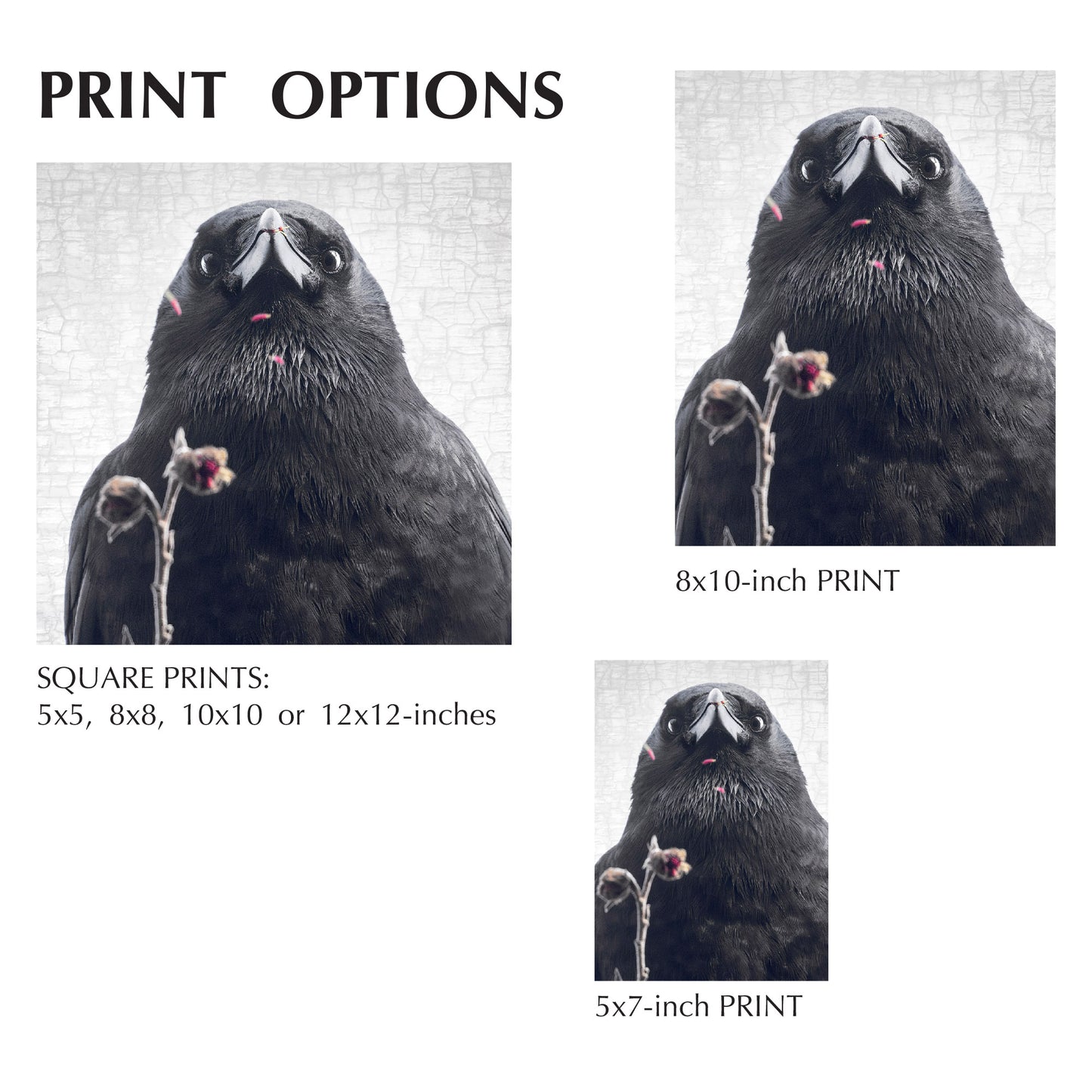 ... BUT I ATE THEM - Fine Art Print, Crow Portrait Series