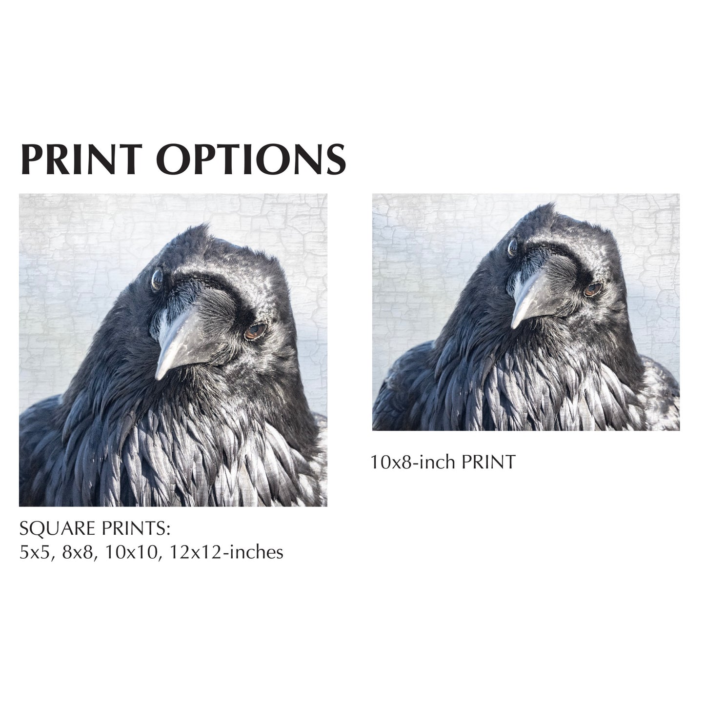 THE LISTENER - Fine Art Print, Raven Portrait Series