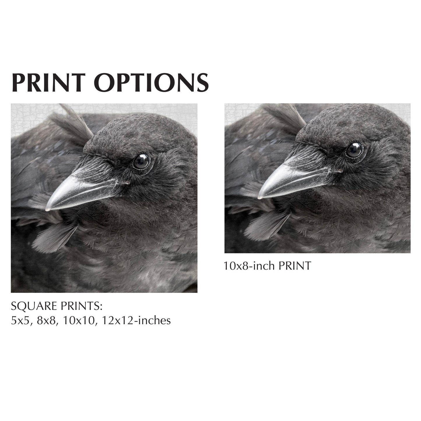 FIRST SUMMER - Fine Art Print, Crow Portrait Series