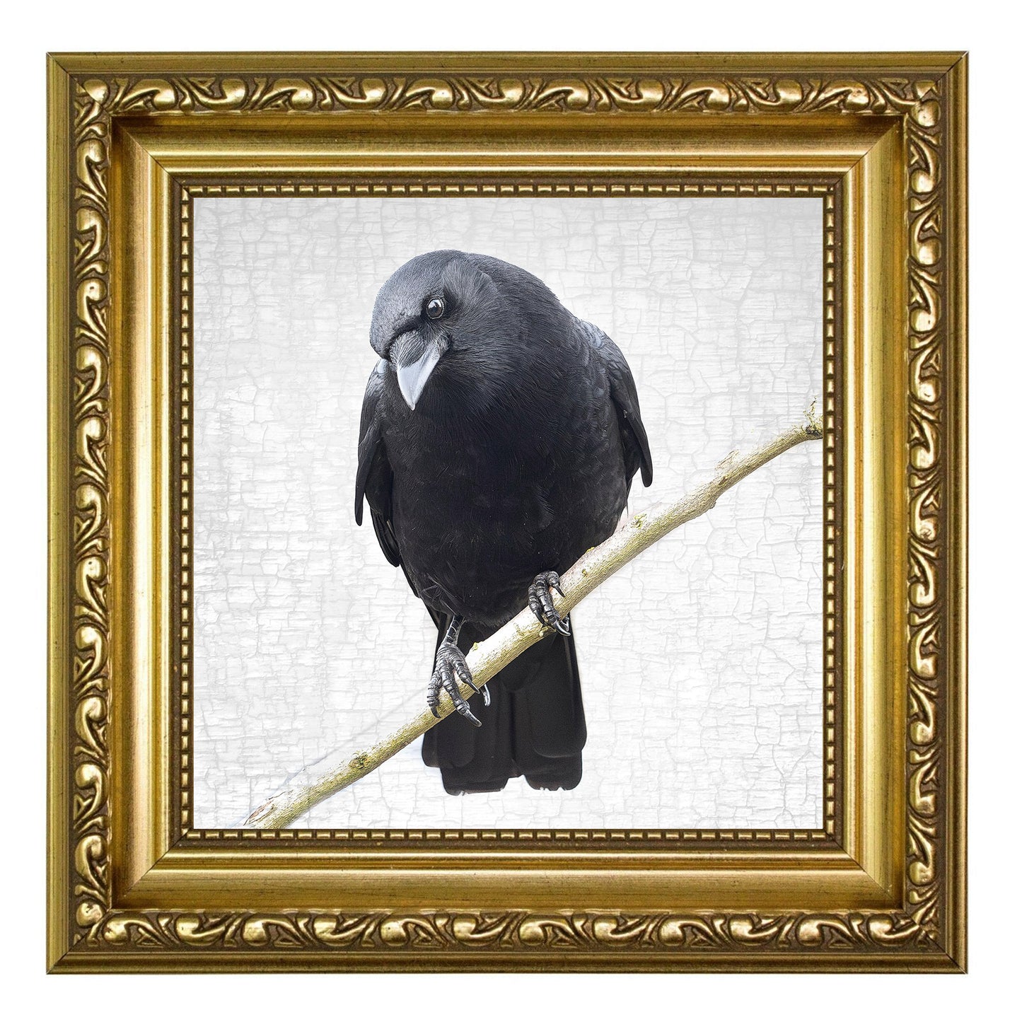 MINDFUL CROW - Fine Art Print, Crow Portrait Series
