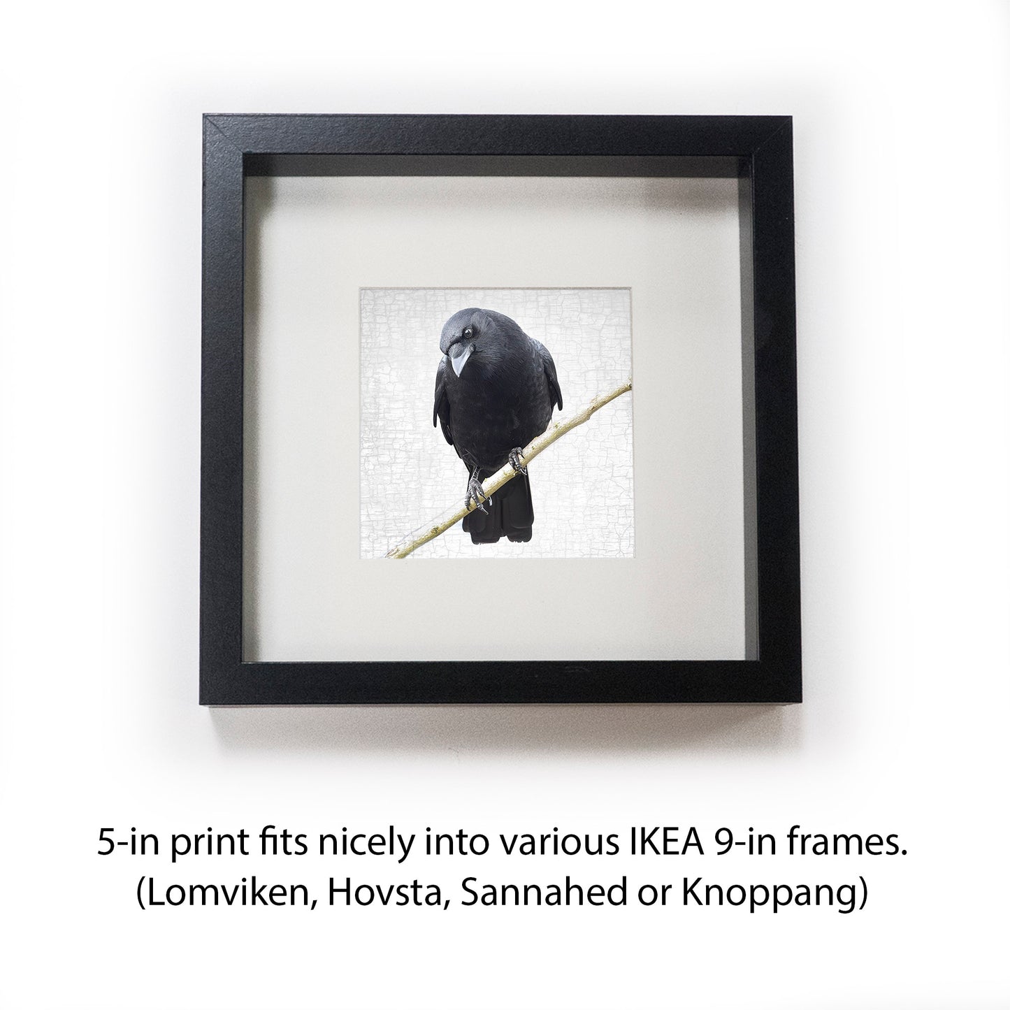 MINDFUL CROW - Fine Art Print, Crow Portrait Series