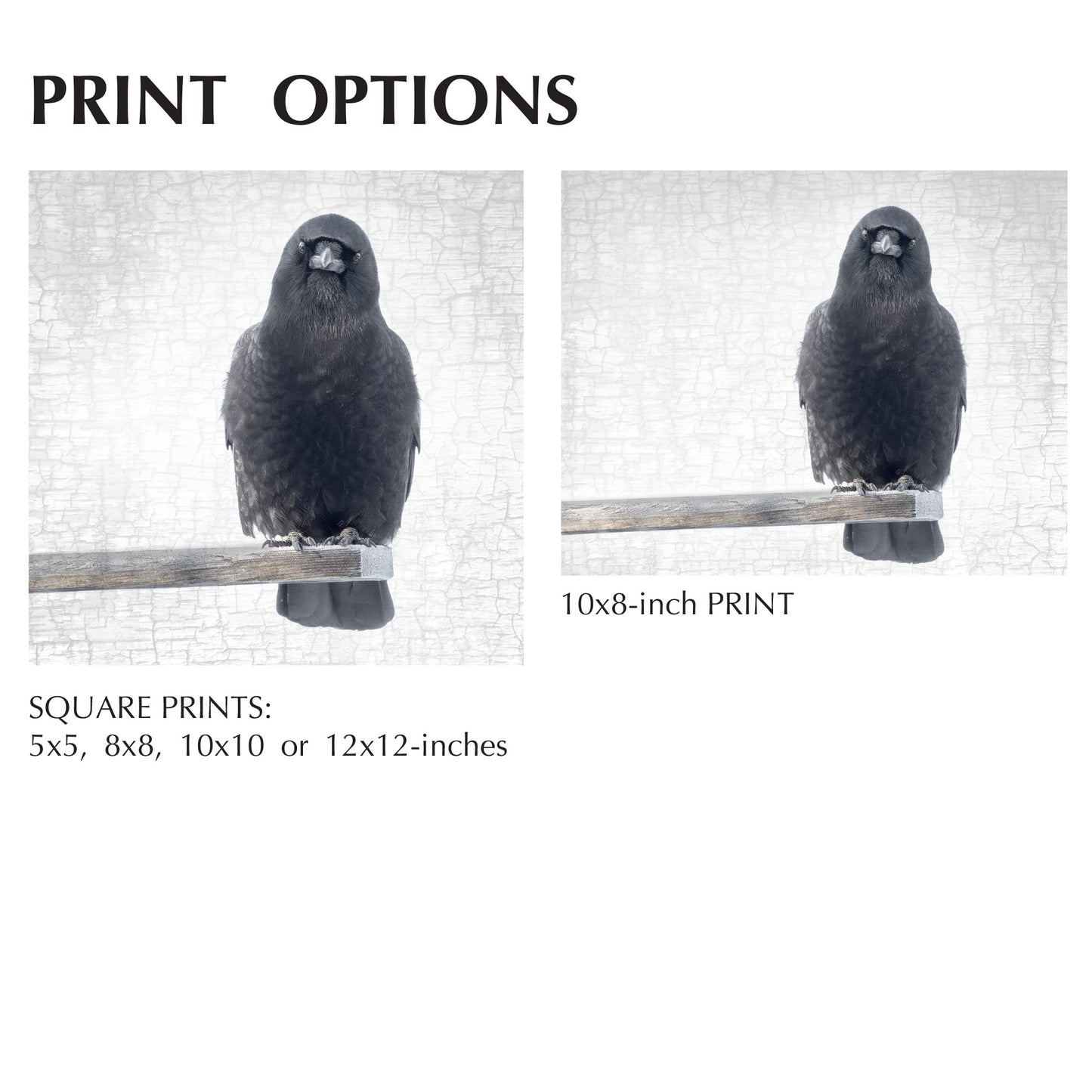 OUT ON A LIMB - Fine Art Print, Crow Portrait Series