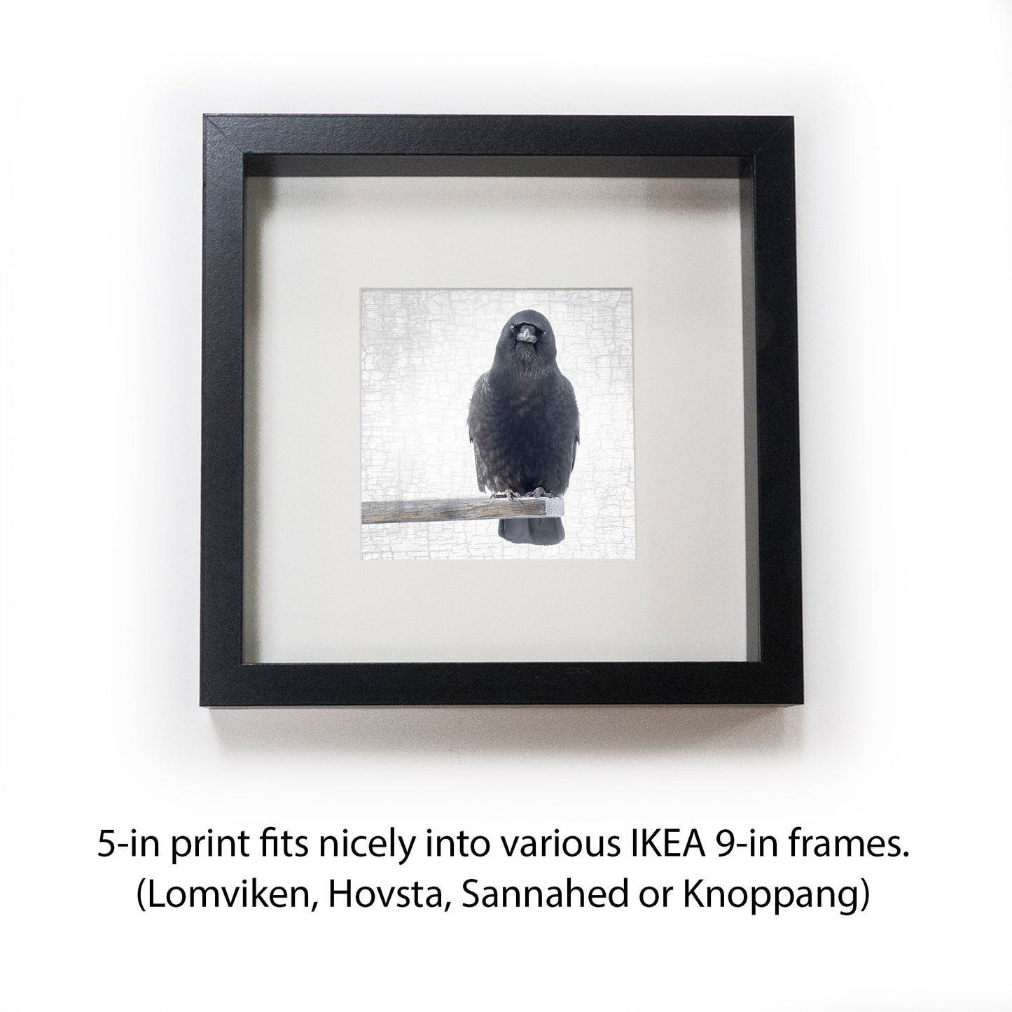 OUT ON A LIMB - Fine Art Print, Crow Portrait Series