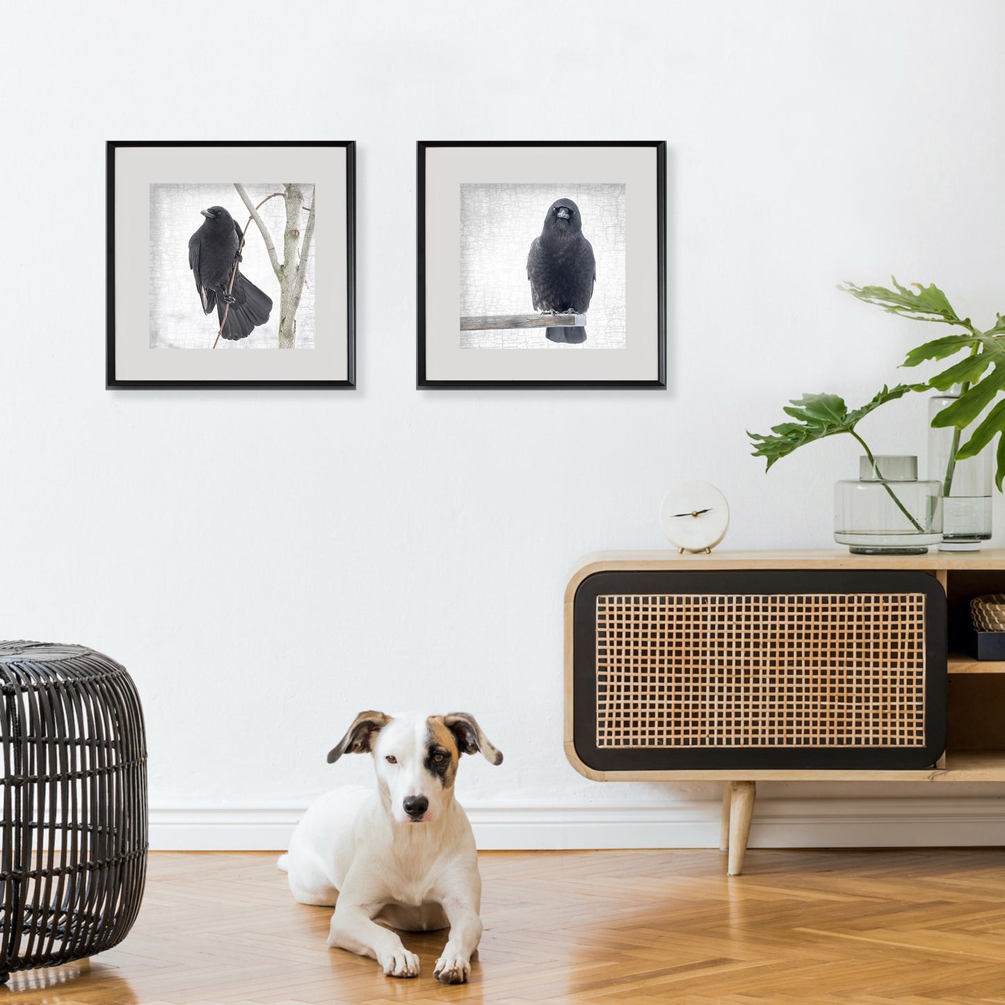 OUT ON A LIMB - Fine Art Print, Crow Portrait Series