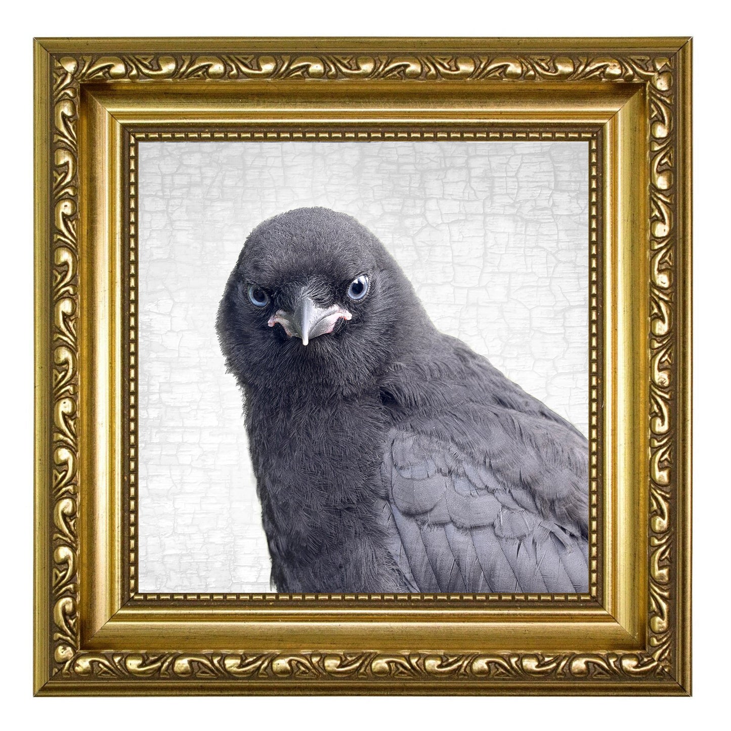 BABY CROW - Fine Art Print, Crow Portrait Series