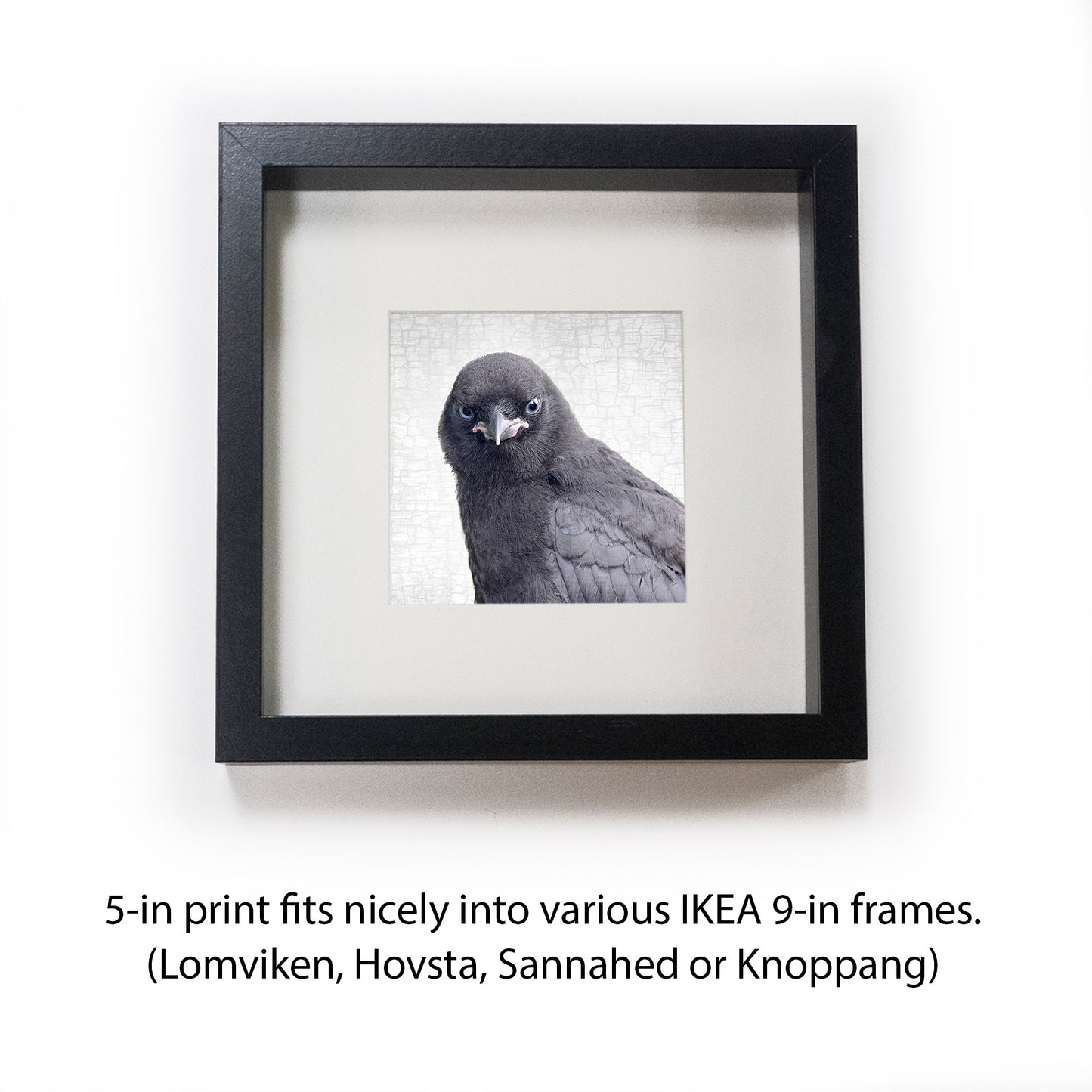BABY CROW - Fine Art Print, Crow Portrait Series