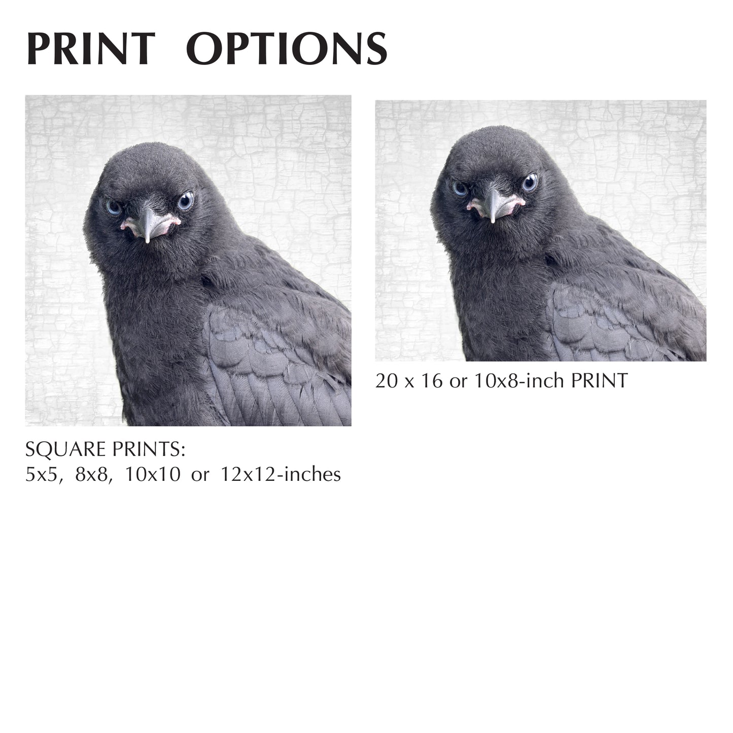 BALANCE FOR BEGINNERS - Fine Art Print, Crow Portrait Series