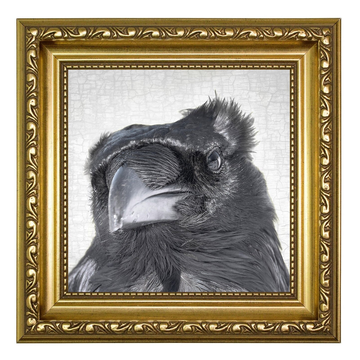 RAVEN SKEPTIC - Fine Art Print, Raven Portrait Series