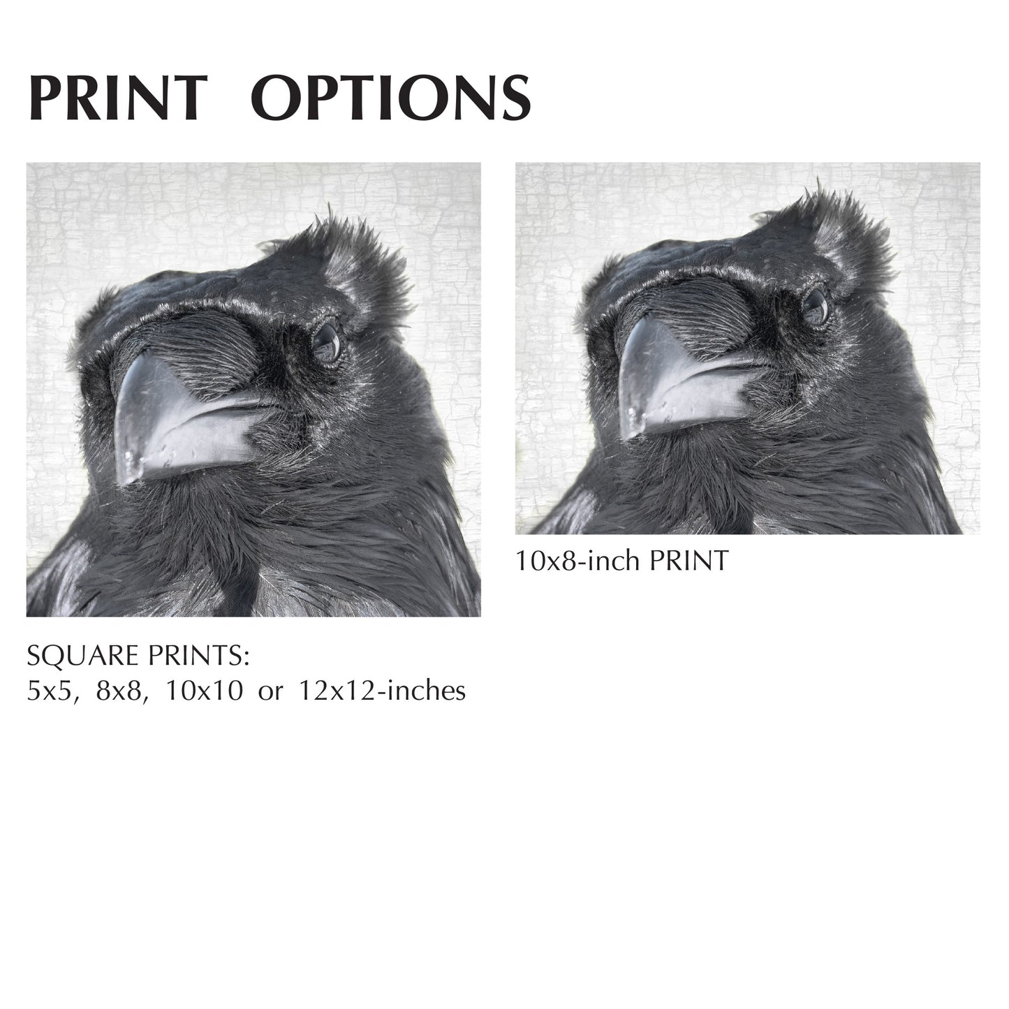 RAVEN SKEPTIC - Fine Art Print, Raven Portrait Series