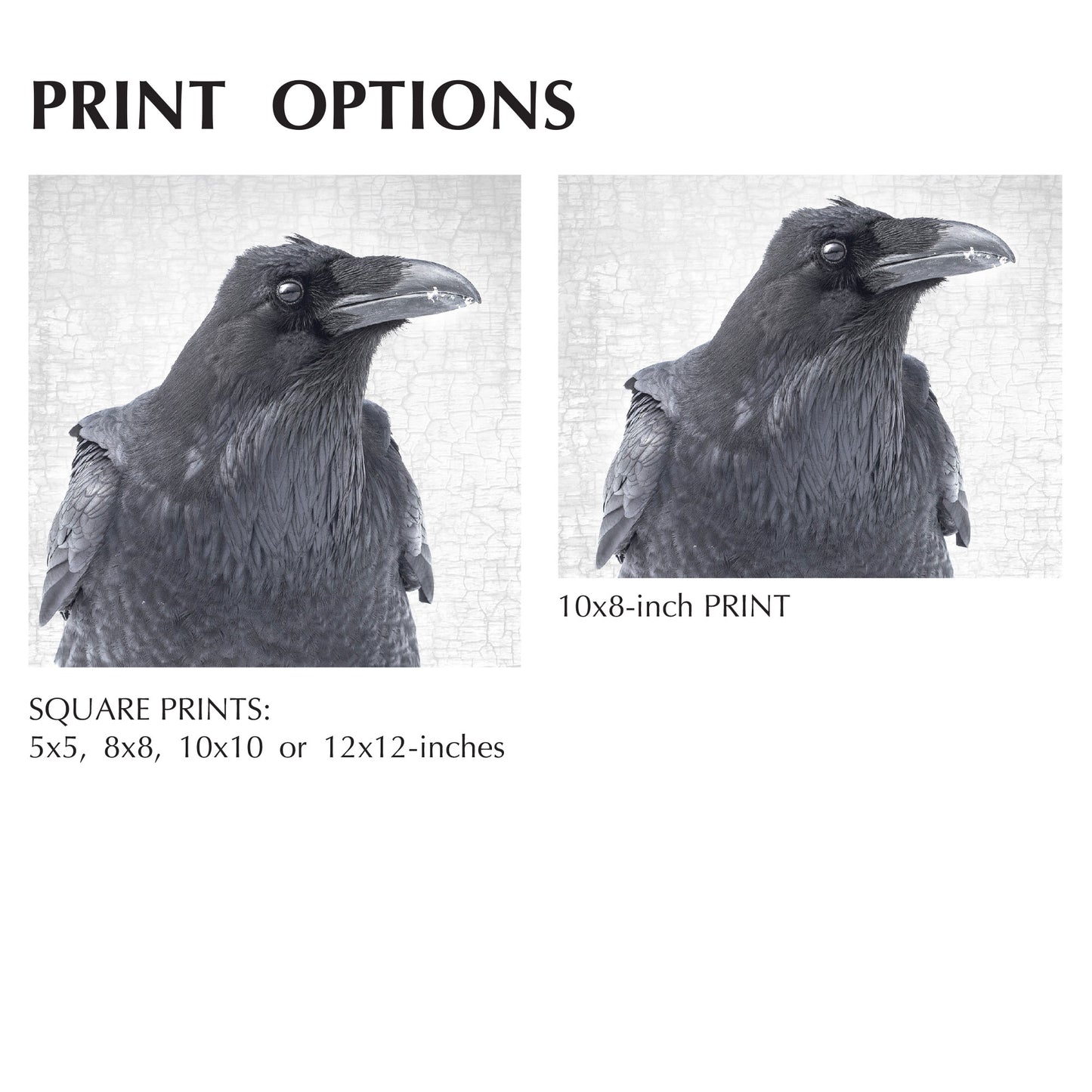 THE RAVEN OF CONSTERNATION- Fine Art Print, Raven Portrait Series