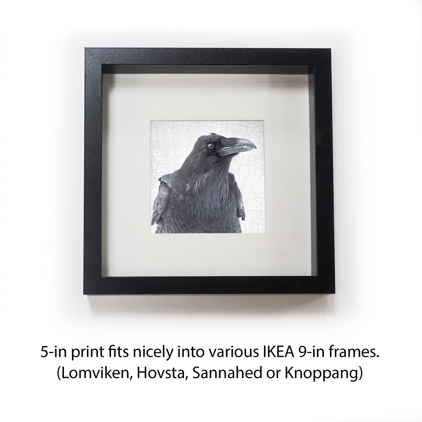 THE RAVEN OF CONSTERNATION- Fine Art Print, Raven Portrait Series