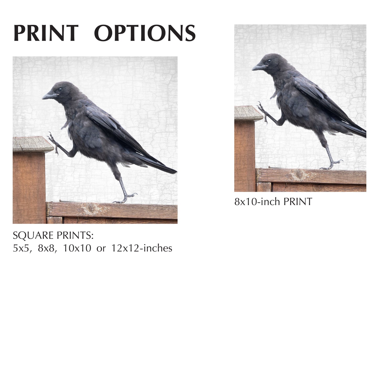 STEP UP - Fine Art Print, Crow Portrait Series