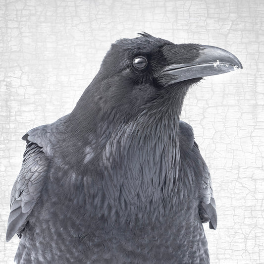 THE RAVEN OF CONSTERNATION- Fine Art Print, Raven Portrait Series