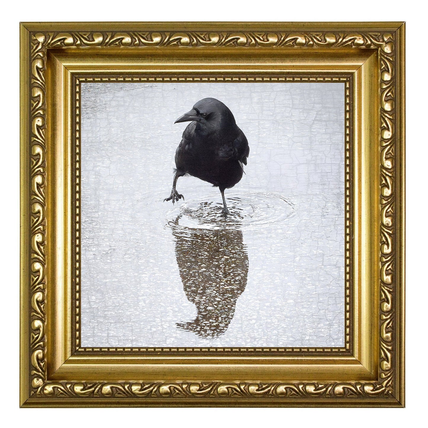 WADE IN - Fine Art Print, Crow Portrait Series