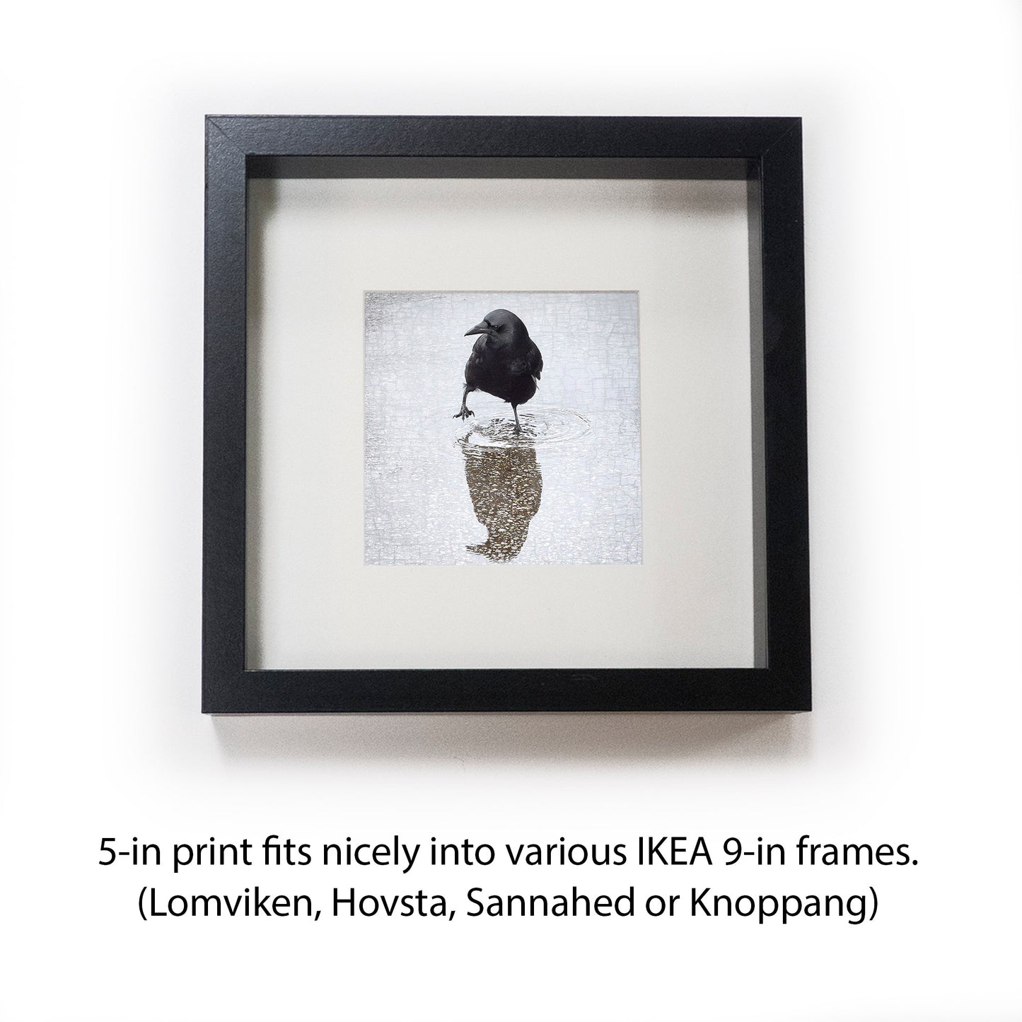WADE IN - Fine Art Print, Crow Portrait Series