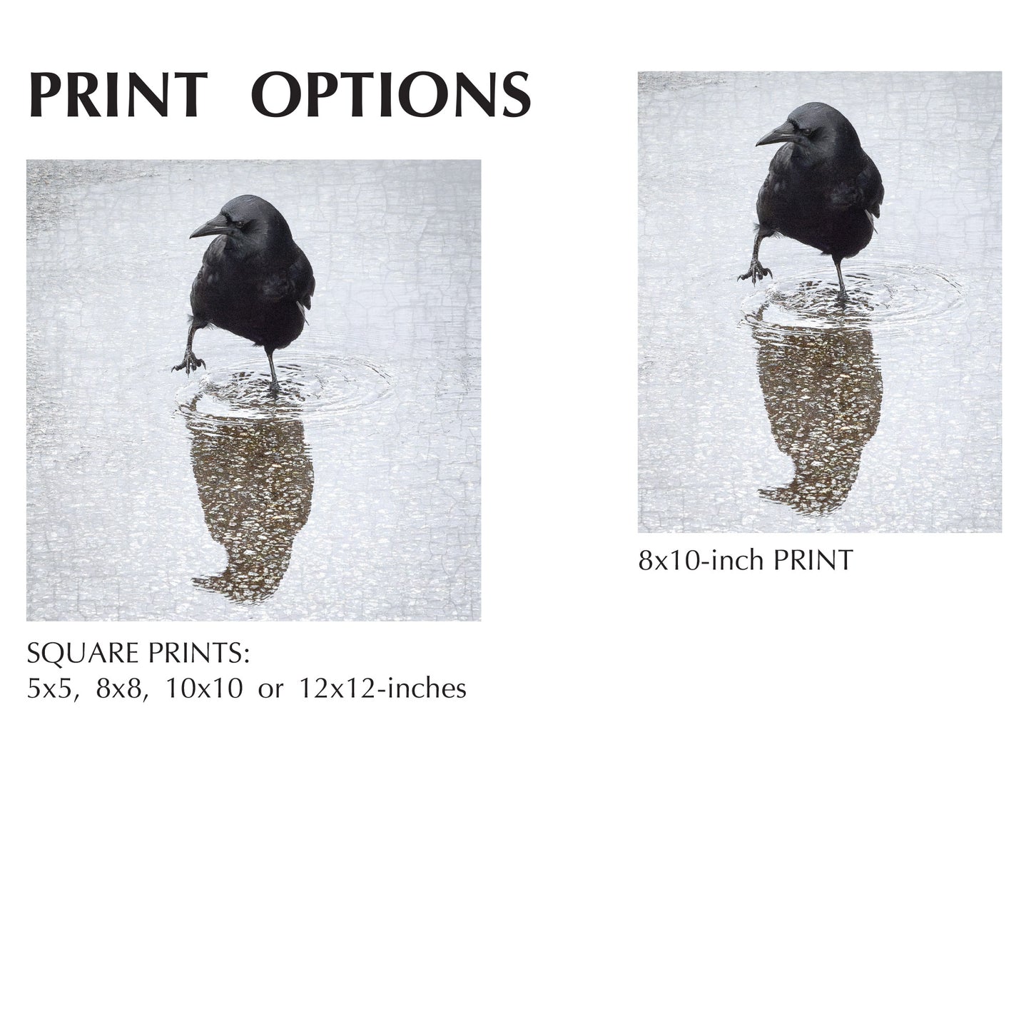 WADE IN - Fine Art Print, Crow Portrait Series