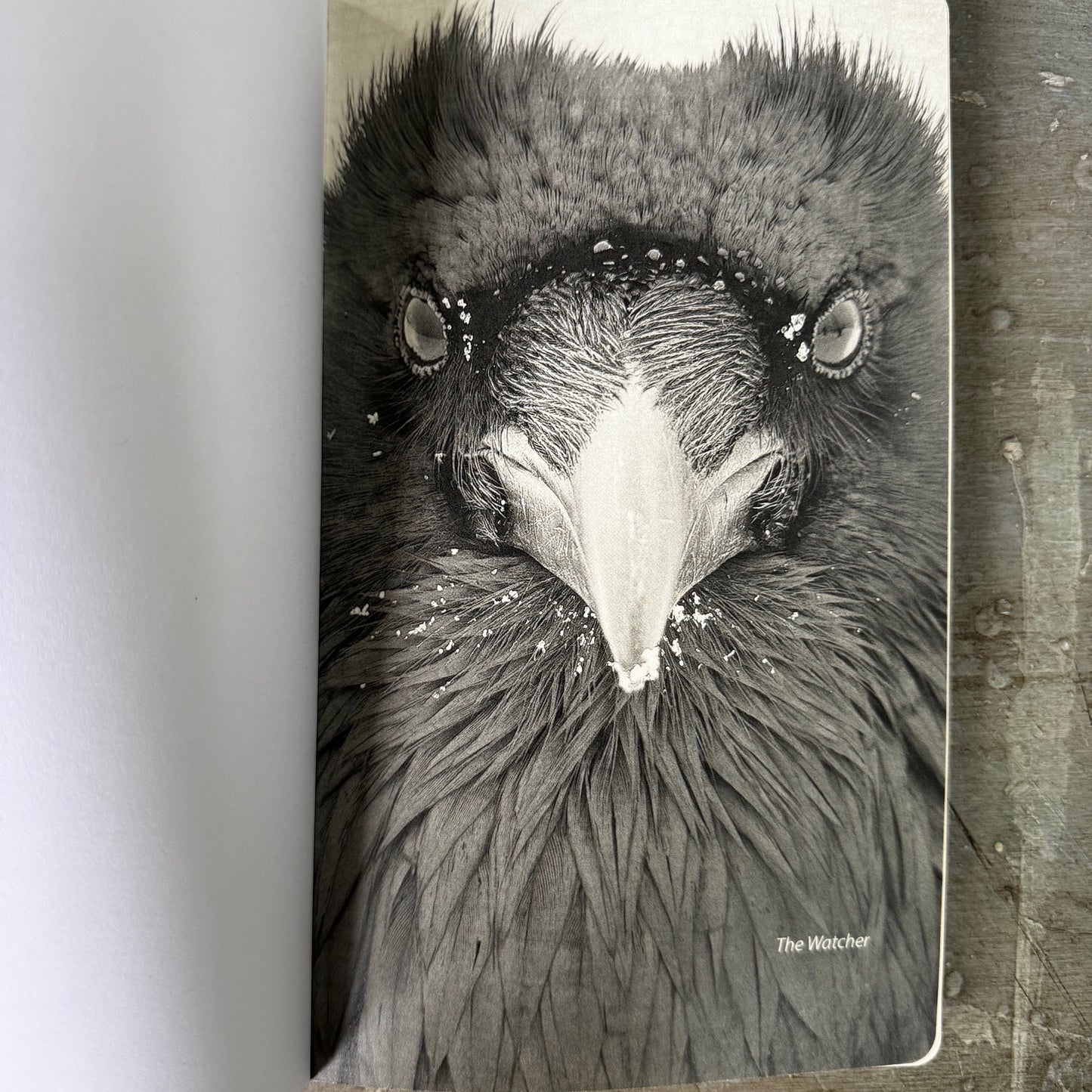 RAVEN WATCHER - Small Notebook by June Hunter