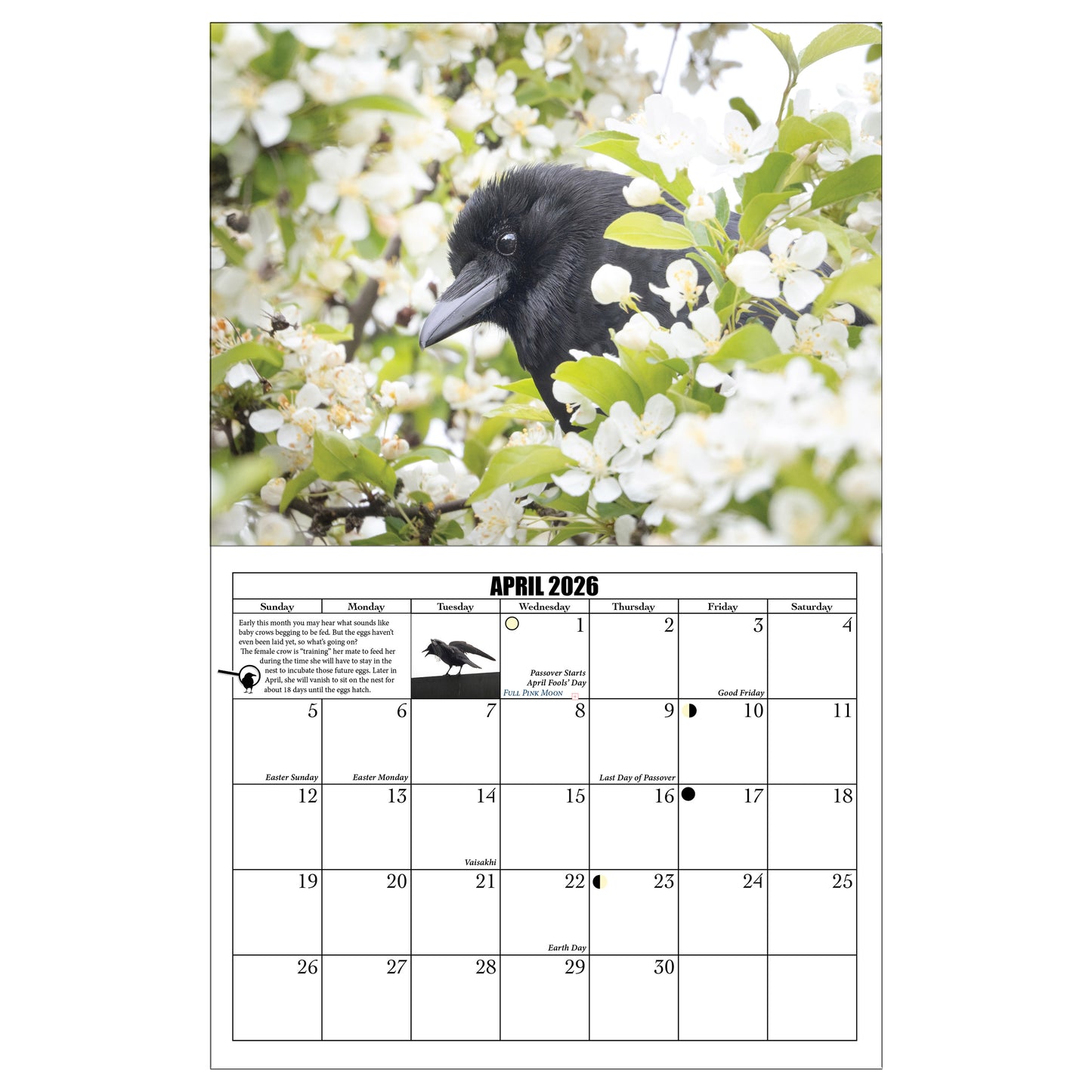 City Crow Calendar
