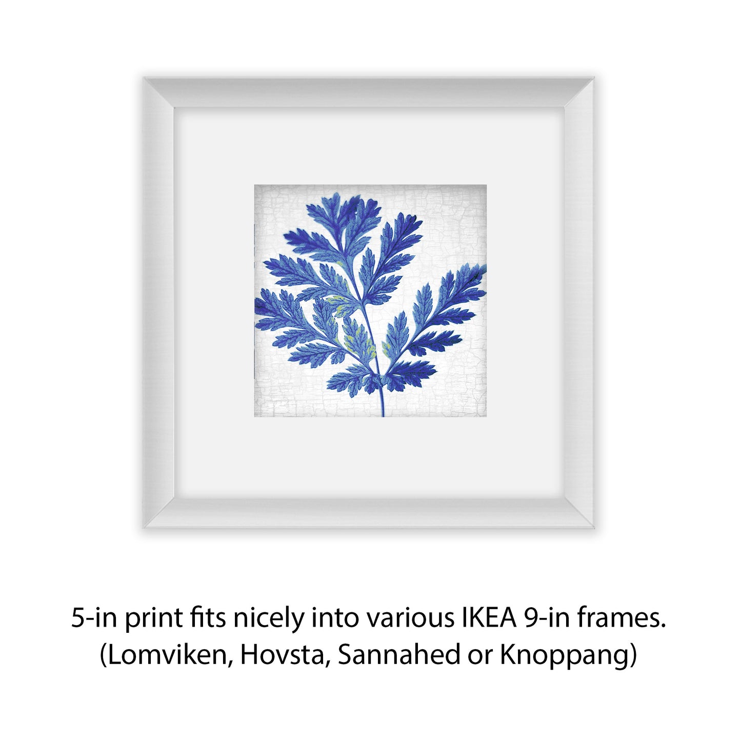 BLUE PACIFIC BLEEDING HEART - Fine Art Print, Botanical Blueprint