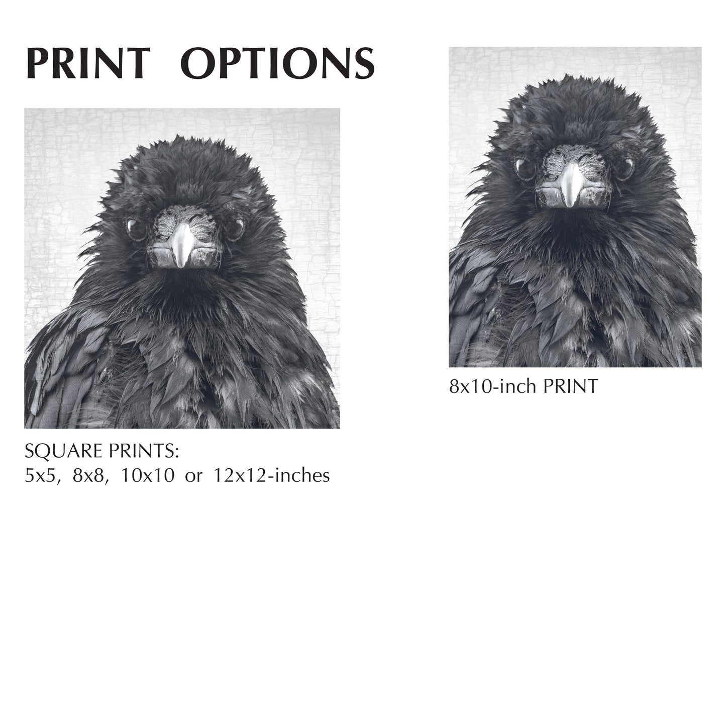 CRITICAL THINKER - Fine Art Print, Crow Portrait Series