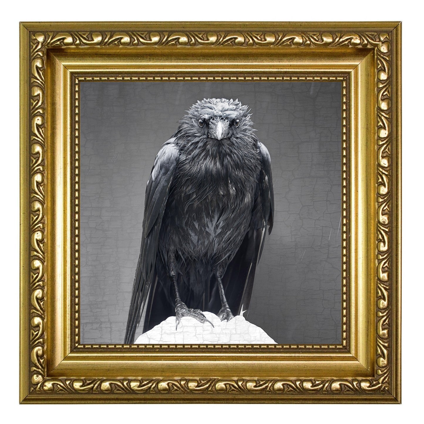 CLOAKED CROW - Fine Art Print, Crow Portrait Series